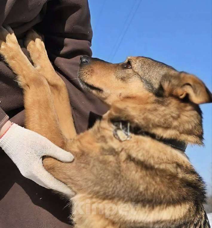 Собаки в Королеве: Милая девочка Гера ищет дом! Девочка, Бесплатно - фото 3