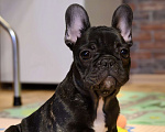 Собаки в Щелково: Французский бульдог мальчик Мальчик, Бесплатно - фото 2