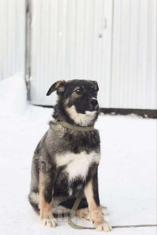 Собаки в Новосибирске: Собака щенок  Девочка, 100 руб. - фото 3