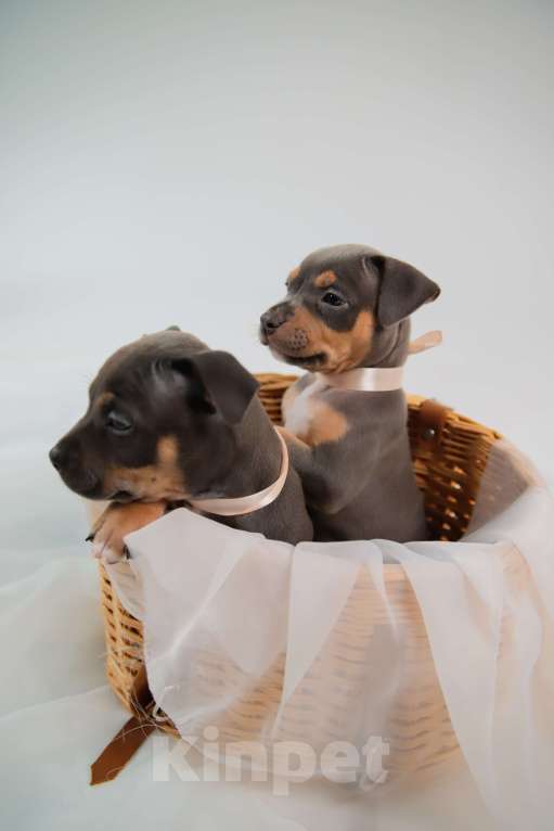 Собаки в Мурином: Девочка Дея ищет семью Девочка, 100 000 руб. - фото 3