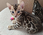 Кошки в Ростове-на-Дону: Бенгальские котята Девочка, 17 000 руб. - фото 1