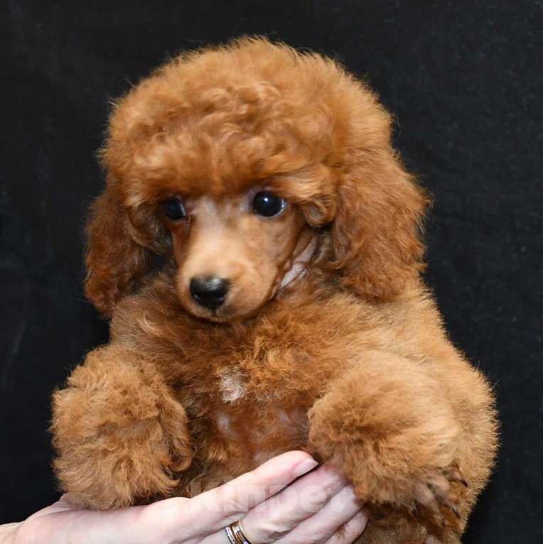 Собаки в Долгопрудном: Пуделя щенок  миниатюрный рыжий  КВИККИ  Мальчик, 100 000 руб. - фото 9