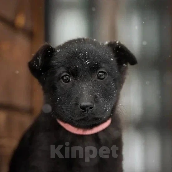 Собаки в Лобне: Крошенька Буся в срочных поисках своей семьи Девочка, Бесплатно - фото 3