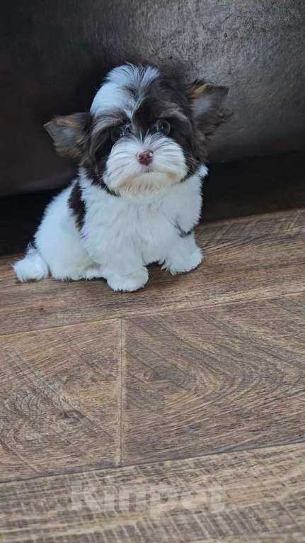 Собаки в Москве: Мини мальчик Биро Йорк Мальчик, 45 000 руб. - фото 2