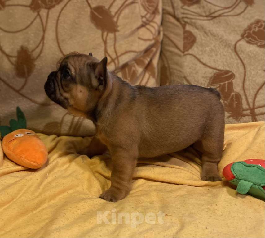 Собаки в Санкт-Петербурге: Шикарный мальчик французского бульдога Мальчик, 40 000 руб. - фото 7