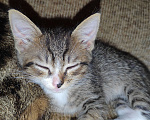 Кошки в Серпухове: Котенок в добрые руки СРОЧНО!!! Мальчик, Бесплатно - фото 2