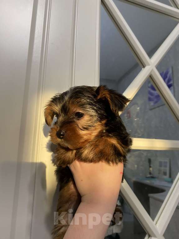 Собаки в Краснодаре: Йоркширский терьер Девочка, 25 000 руб. - фото 3