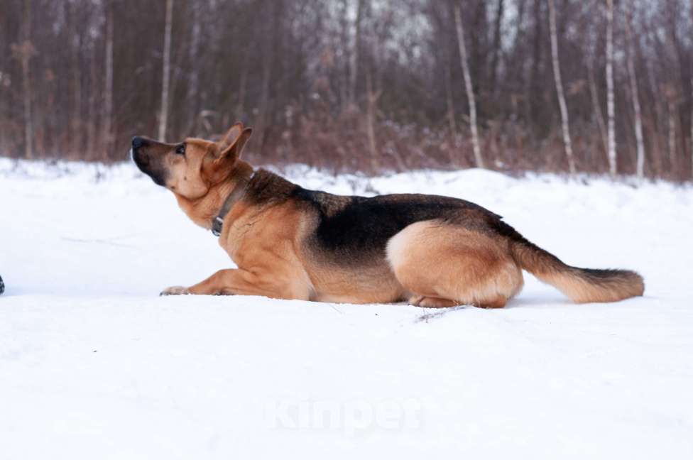 Собаки в Ногинске: Ерема - метис немецкой овчарки ждет свою семью в приюте Мальчик, Бесплатно - фото 5