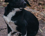 Собаки в Москве: Маленький коротколапик Тоби ищет дом! Вес 7 кг Девочка, Бесплатно - фото 5