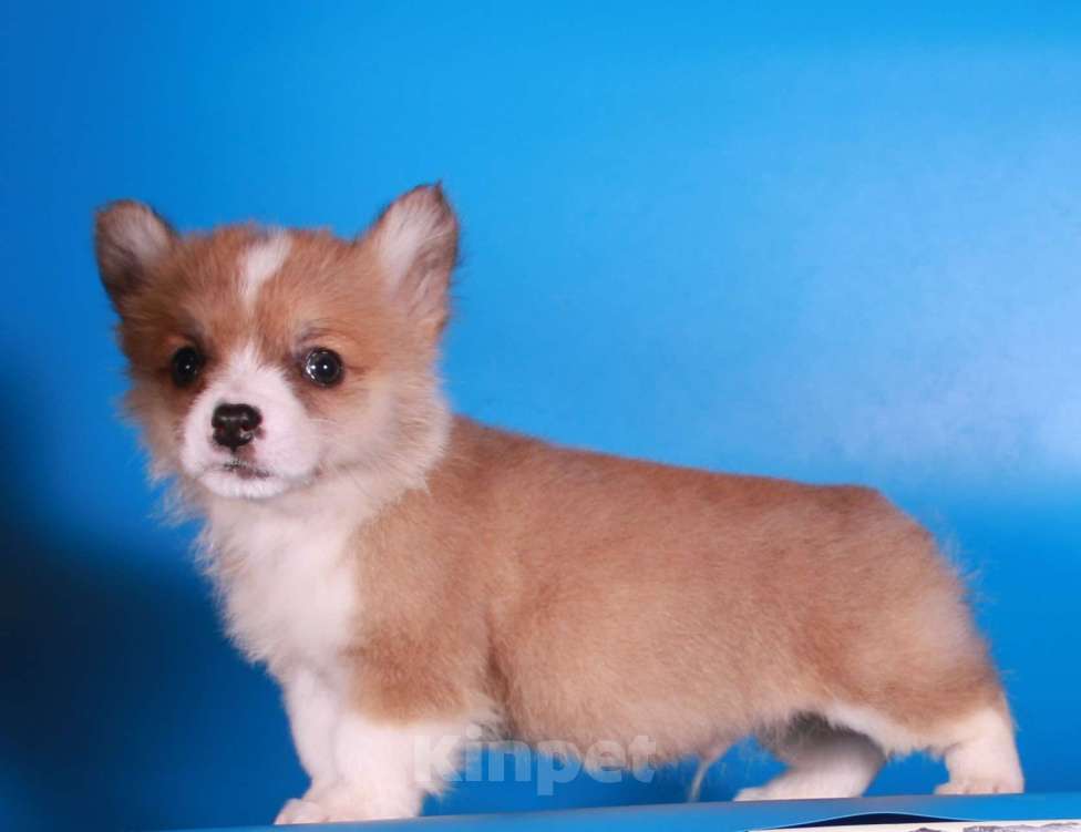 Собаки в Москве: эксклюзивный мини корги Мальчик, 80 000 руб. - фото 8