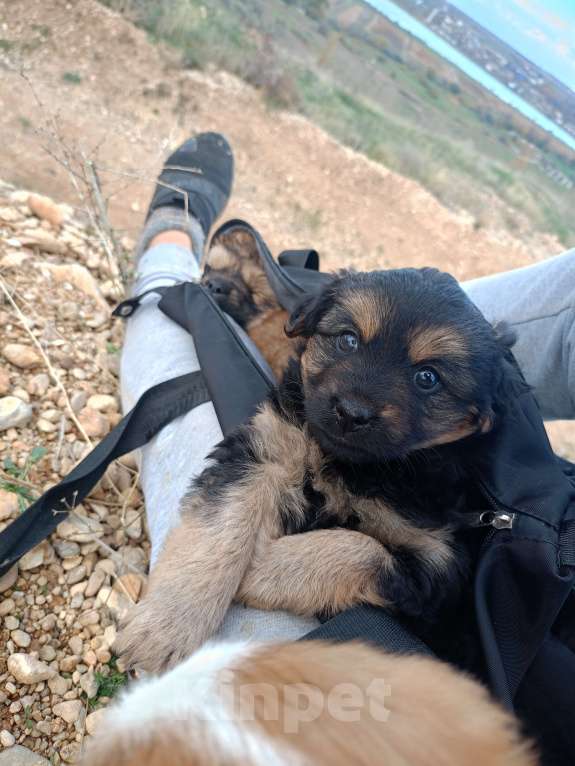 Собаки в Севастополе: В добрые ручки Девочка, Бесплатно - фото 3