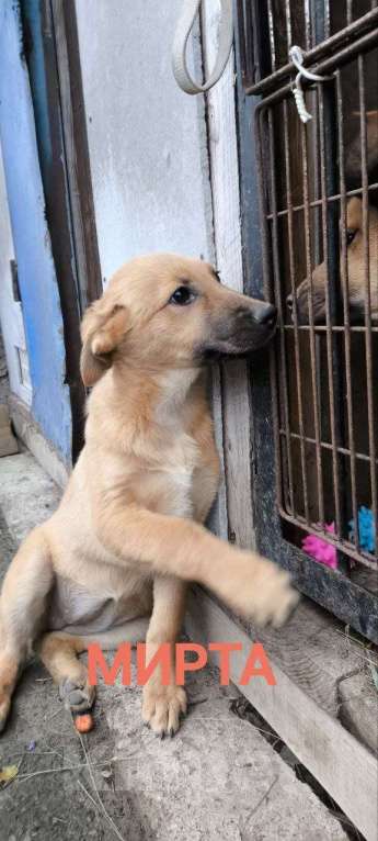 Собаки в Москве: Щенки ищут дом Мальчик, Бесплатно - фото 3