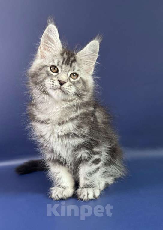 Кошки в Москве: Котенок мейн-кун Мальчик, Бесплатно - фото 3