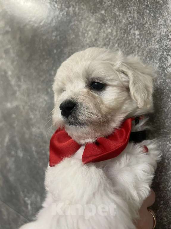 Собаки в других городах Ленинградской области: Мальтипу F1 Мальчик, 99 000 руб. - фото 1