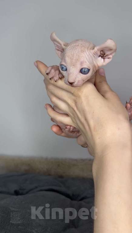 Кошки в Самаре: Котёнок эльф Девочка, 90 000 руб. - фото 6