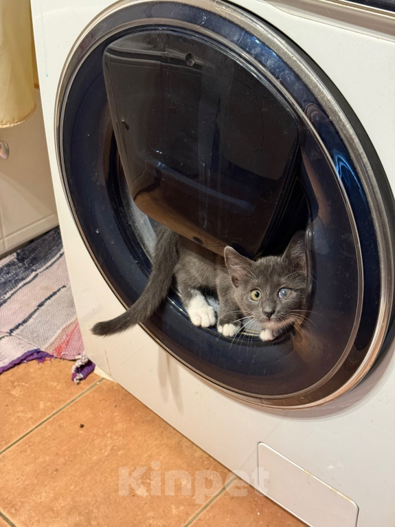 Кошки в Москве: Котенок Девочка, Бесплатно - фото 1