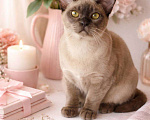 Кошки в Москве: Бурма - шоколадный котик Ангел Мальчик, 70 000 руб. - фото 4