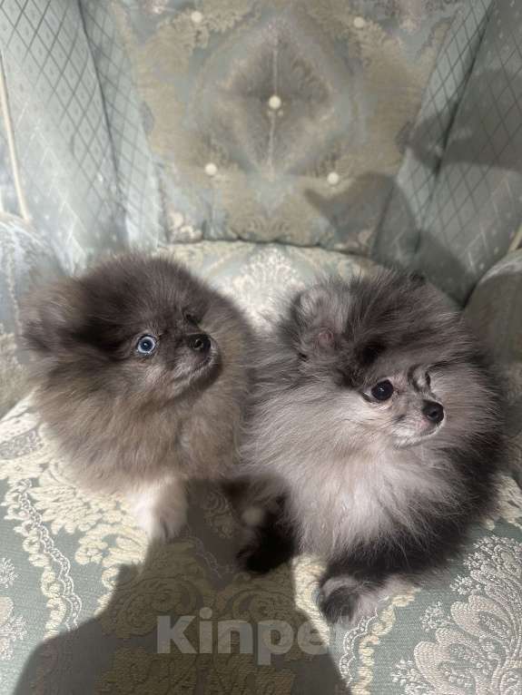 Собаки в других городах Московской области: Малыш  Девочка, 35 000 руб. - фото 2