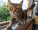 Кошки в Екатеринбурге: Потерялась кошка Девочка, 500 руб. - фото 1