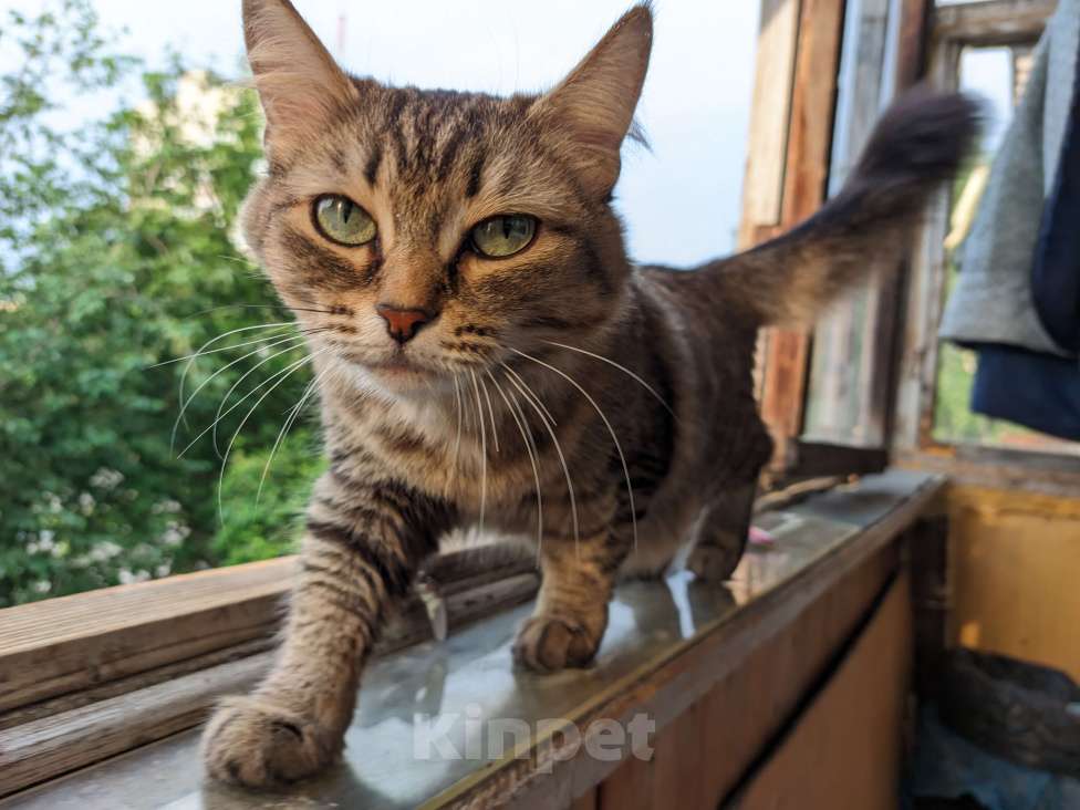 Кошки в Екатеринбурге: Потерялась кошка Девочка, 500 руб. - фото 1