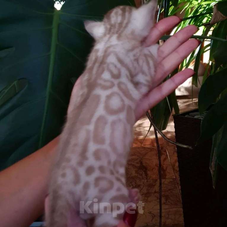 Кошки в Москве: Бенгальский мальчик  Мальчик, 65 000 руб. - фото 5