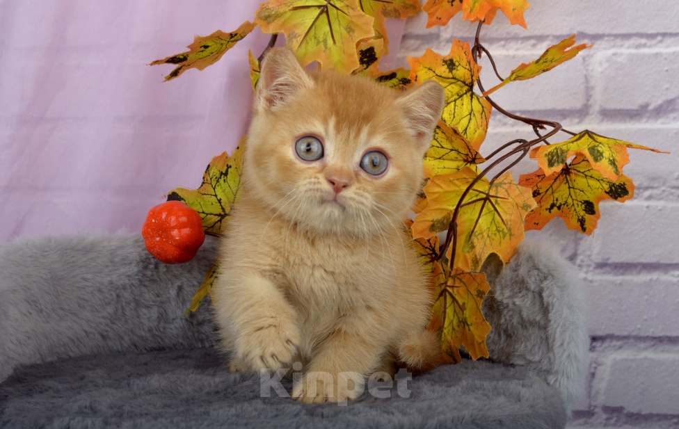 Кошки в Санкт-Петербурге: Британский солнечный котенок Мальчик, 40 000 руб. - фото 1