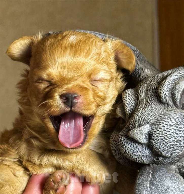 Собаки в других городах Московской области: Щенки чихуахуа от элитных родителей Мальчик, Бесплатно - фото 3