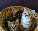 Кошки в Лосином-Петровском: Шотландские котята .  Мальчик, 17 000 руб. - фото 1