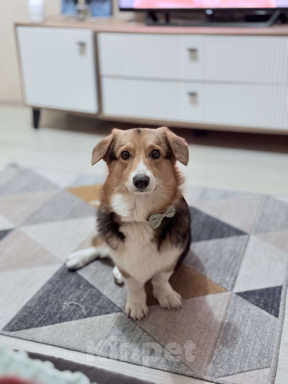 Собаки в Новосибирске: Корги-подросток ищет семью  Мальчик, Бесплатно - фото 1