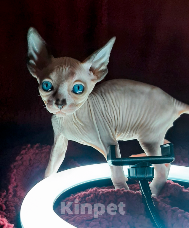 Кошки в Воронеже: Канадские сфинксы котята Мальчик, 10 000 руб. - фото 3