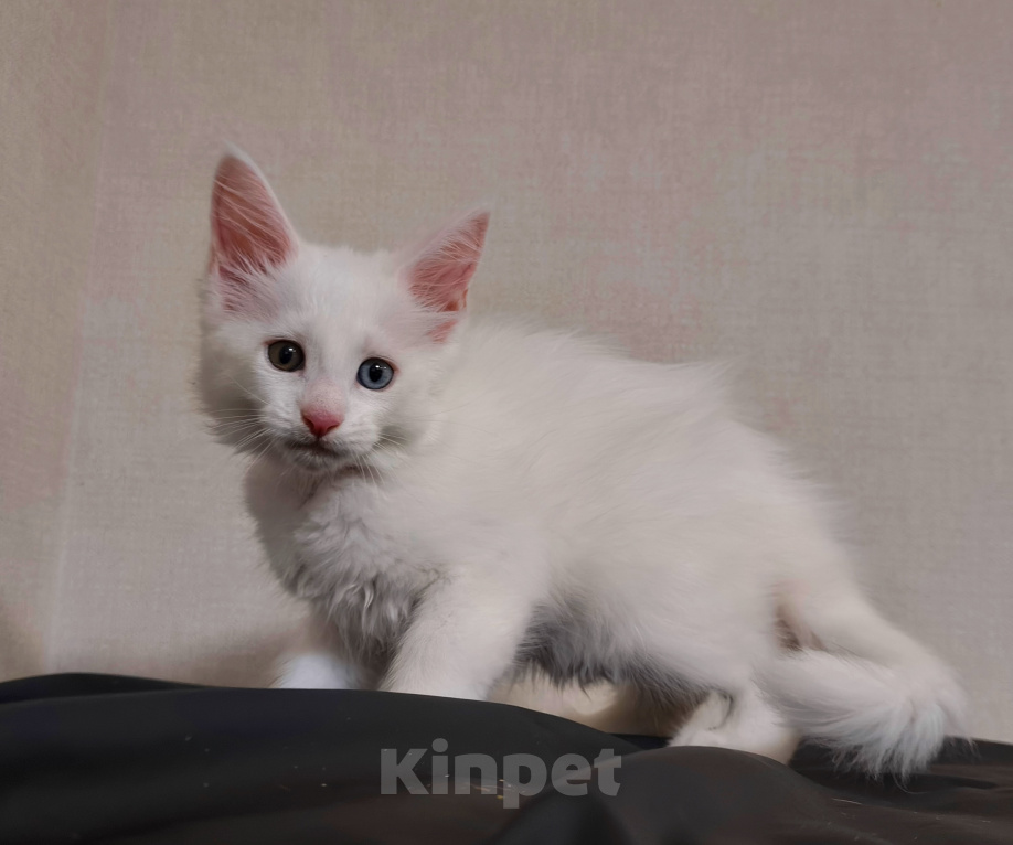 Кошки в Уфе: разноглазик от питомника ЛаскКун Девочка, 40 000 руб. - фото 2