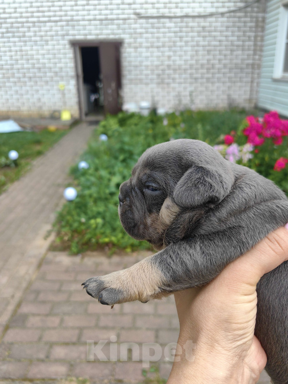 Собаки в Александрове: Малышка американский булли Девочка, 80 000 руб. - фото 2
