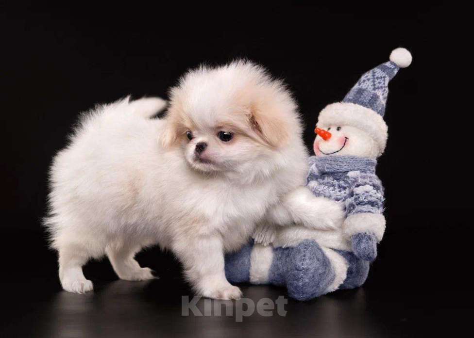 Собаки в других городах Нижегородской области: Щенки породы японский хин Девочка, Бесплатно - фото 7