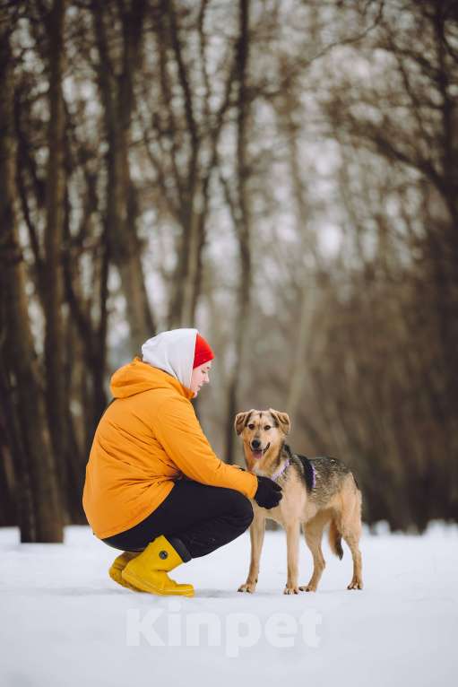 Собаки в Москве: Собака в добрые руки Девочка, Бесплатно - фото 4