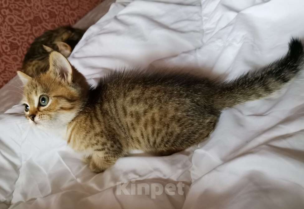 Кошки в Москве: Британский котёнок мальчик Мальчик, 10 000 руб. - фото 3