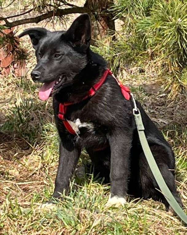 Собаки в Москве: Щенок в добрые руки Мальчик, Бесплатно - фото 3