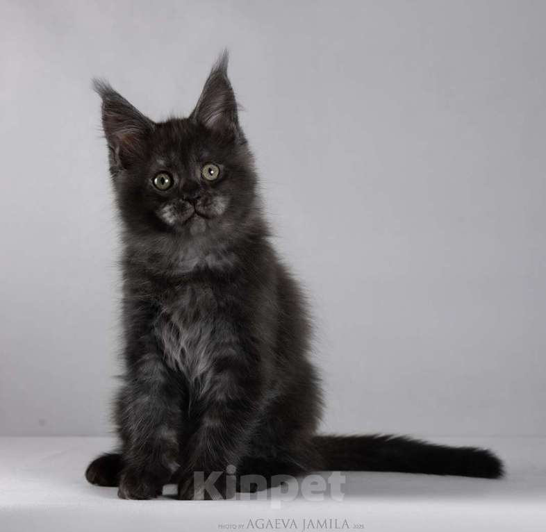 Кошки в Москве: Мейн-кун Зорро сладкий пирожок Мальчик, 105 000 руб. - фото 3