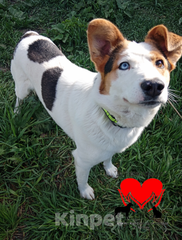 Собаки в Тамбове: Джон Мальчик, Бесплатно - фото 6