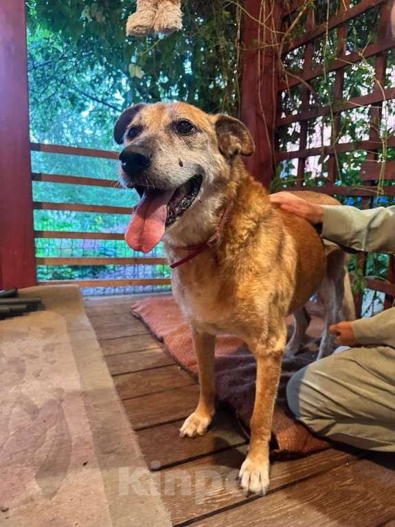 Собаки в Москве: Ищет дом мудрый дедуля Рыжик. Мальчик, Бесплатно - фото 3