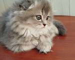 Кошки в Санкт-Петербурге: Шотландская вислоухая девочка Девочка, 20 000 руб. - фото 1