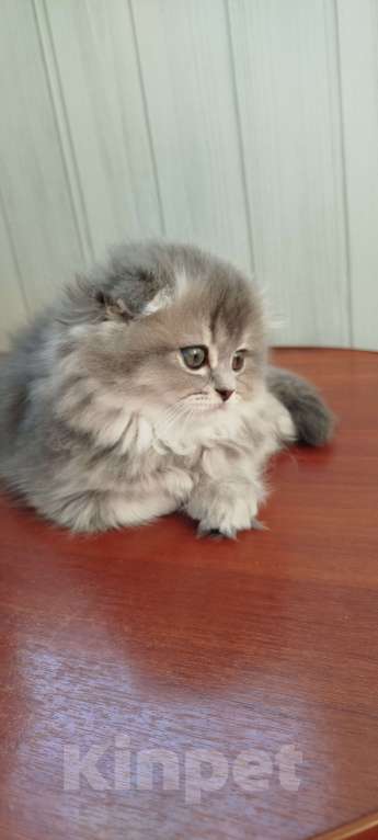 Кошки в Санкт-Петербурге: Шотландская вислоухая девочка Девочка, 20 000 руб. - фото 1