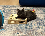 Кошки в Москве: Котенок в добрые руки Девочка, Бесплатно - фото 1