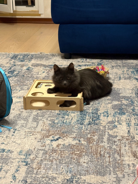 Кошки в Москве: Котенок в добрые руки Девочка, Бесплатно - фото 1