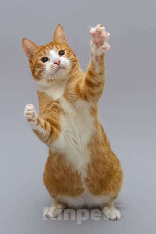 Кошки в Москве: Кот Гарик ищет доброе сердце. Мальчик, Бесплатно - фото 2