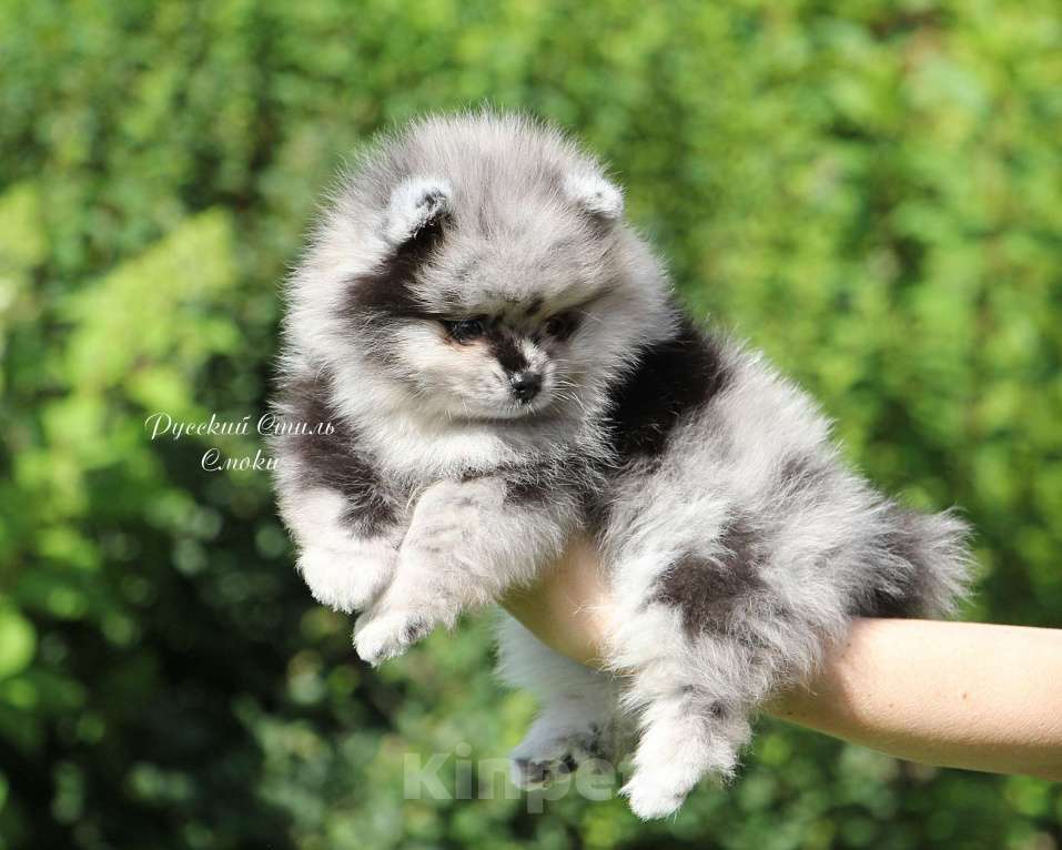 Собаки в Москве: Щенки шпица малые Мальчик, 40 000 руб. - фото 5