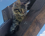 Кошки в Шатуре: Мей-кун котенок Девочка, 10 000 руб. - фото 3
