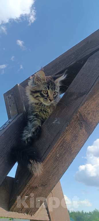 Кошки в Шатуре: Мей-кун котенок Девочка, 10 000 руб. - фото 3