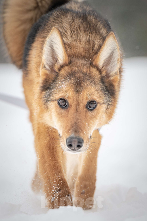 Кошки в Клине: Миндаль — милая карамельная очаровашка, которая ждёт своего Человека Девочка, Бесплатно - фото 6