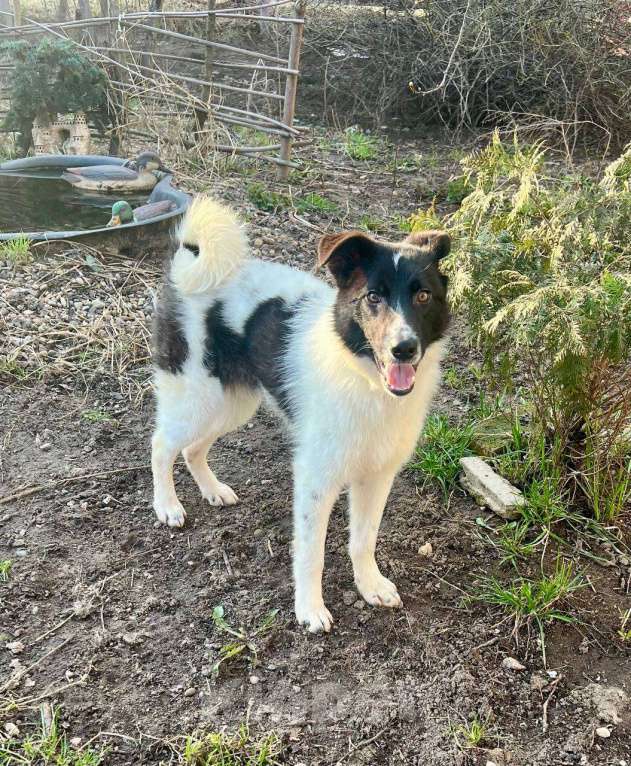 Собаки в других городах Московской области: Элвис  якутенок в добрые руки Мальчик, Бесплатно - фото 3