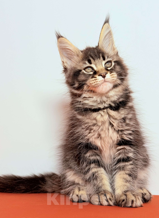 Кошки в других городах Московской области: Эффектная кокетка Девочка, 30 000 руб. - фото 6